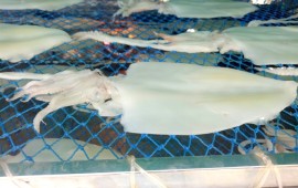 Bảo quản hải sản - vấn đề gây "đau đầu" cho doanh nghiệp chế biến thủy, hải sản